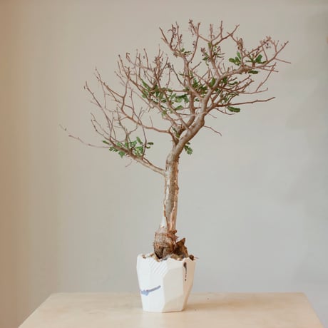 ブルセラミクロフィラ | STORES