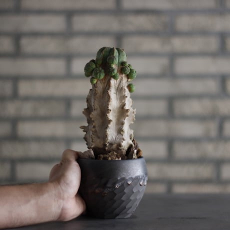 Euphorbia  symmetrica × N/OH(3.5号)  no.823-8