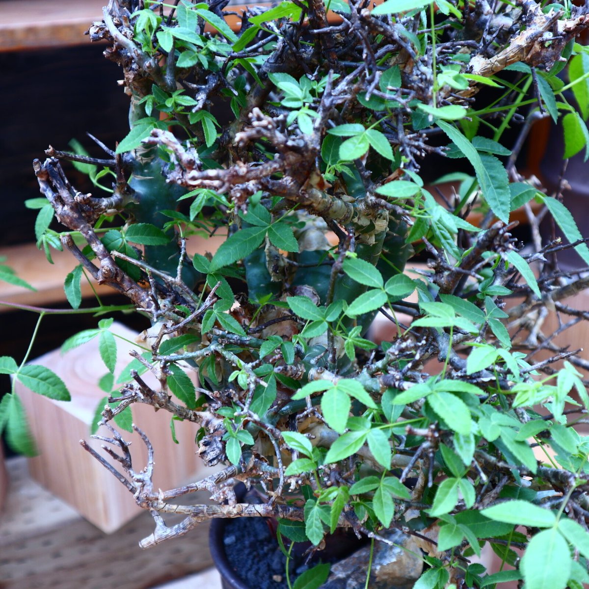 コミフォラ エミニー ／Commiphora eminii no.60644 | 芽の巣山