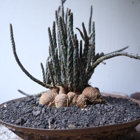 プテロカクタス ツベローサス   黒竜     Pterocactus tuberosus   no.112403