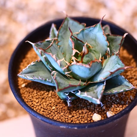 アガベ チタノタ フィリグリー / Agave titanota "Filigree crested   no. 50716