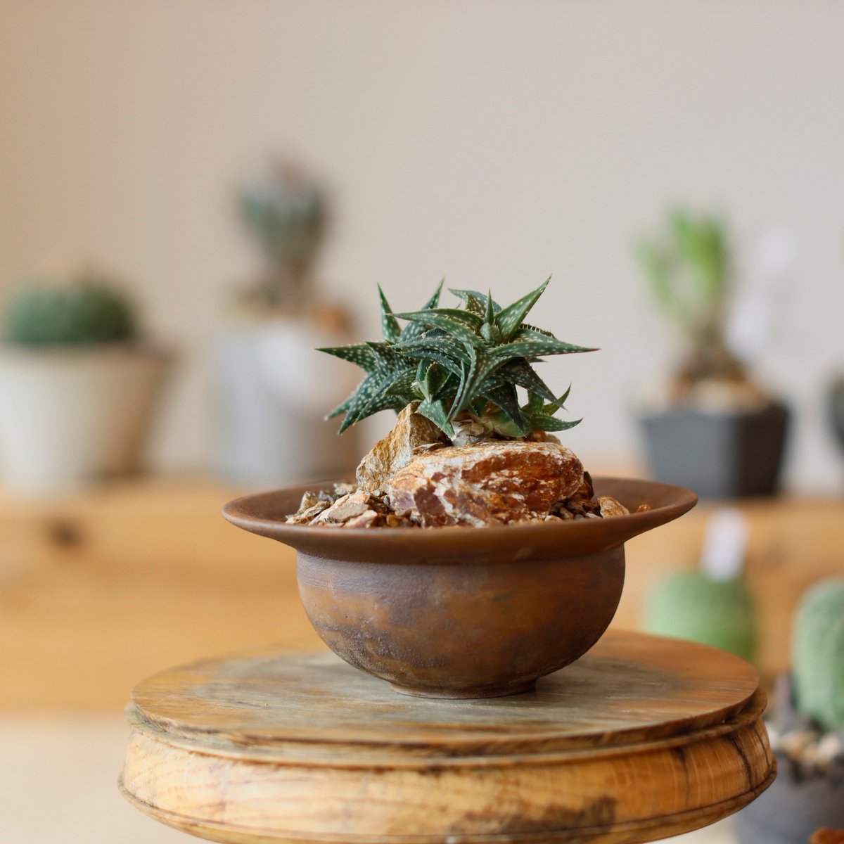 Aloe descoingsii × takero pot (3号) no.111/20 |