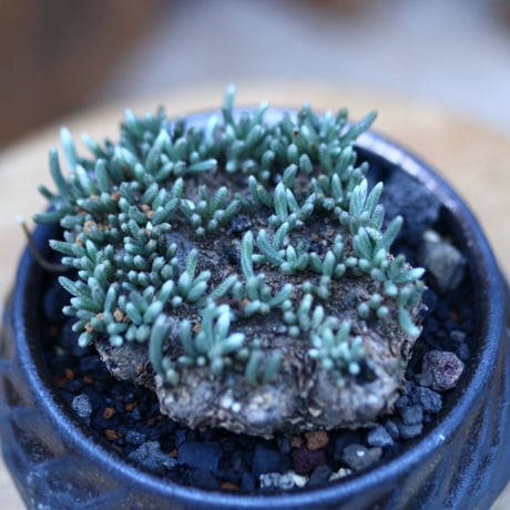 アボニア   クイナリア   アルストニー  赤花／Avonia quinaria ssp. alstonii    no.12314