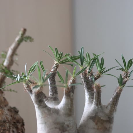 Pachypodium gracilius × たけろうポット    no.51227