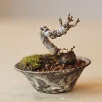 イヌビワ / YOSHIZAWA3-SHOHINBONSAI   no.223-36