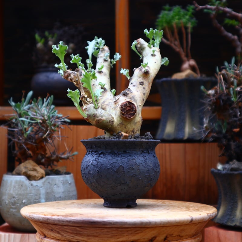 ペラルゴニウム クリンガルドテンセ Pelargonium klinghardtense