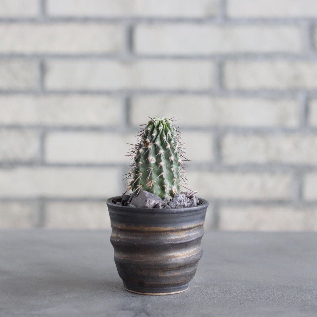 Copiapoa dealbata × 陶器鉢(3号) no.621/44 | 芽の巣山