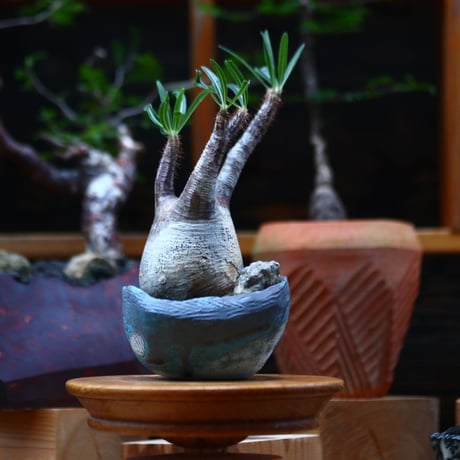 パキポディウム  グラキリス ／Pachypodium  gracilius     no.101034