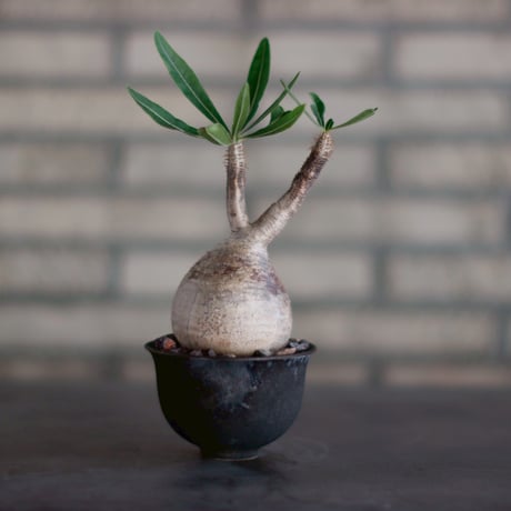 Pachypodium gracilius × takero pot (3.5号)  no.928/19