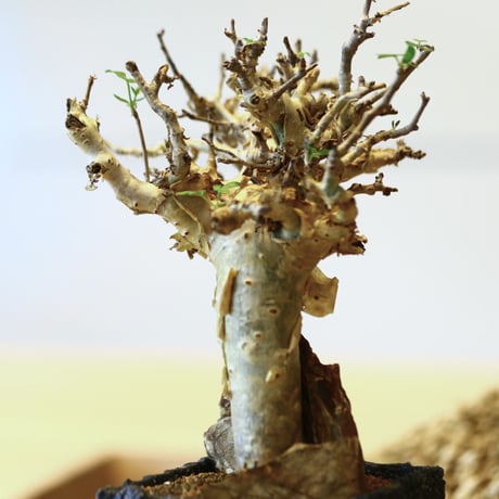 コミフォラ ストックシアナ / Commiphora stocksiana   no.43013