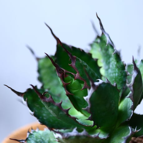 アガベ ホリダ    Agave horrida     no.1025-6