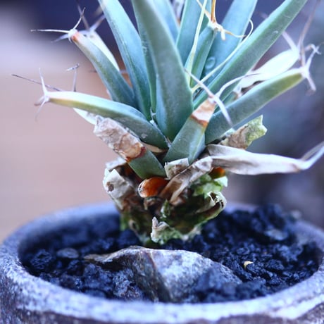 レウクテンベルギア  晃山    Leuchtenbergia principis  no.32125