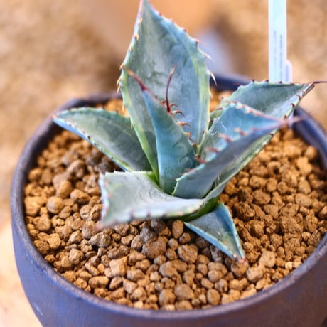N/OH × Agave parrasana〝Fire ball”   no.41484