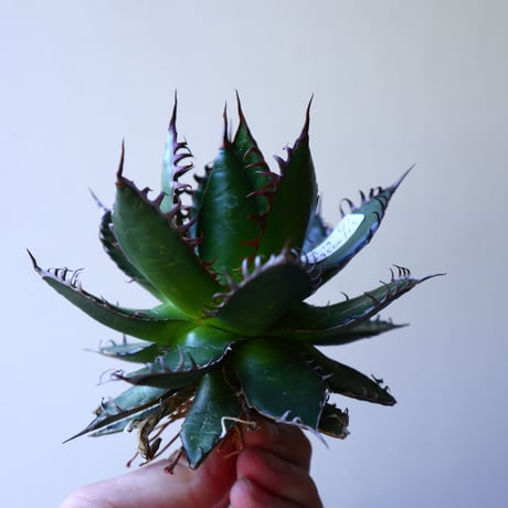 アガベ ホリダ  Agave horrida   no.42801