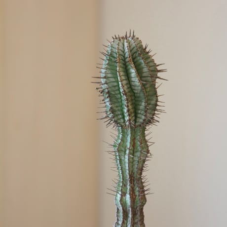 Euphorbia  horrida × N/OH    no.90143