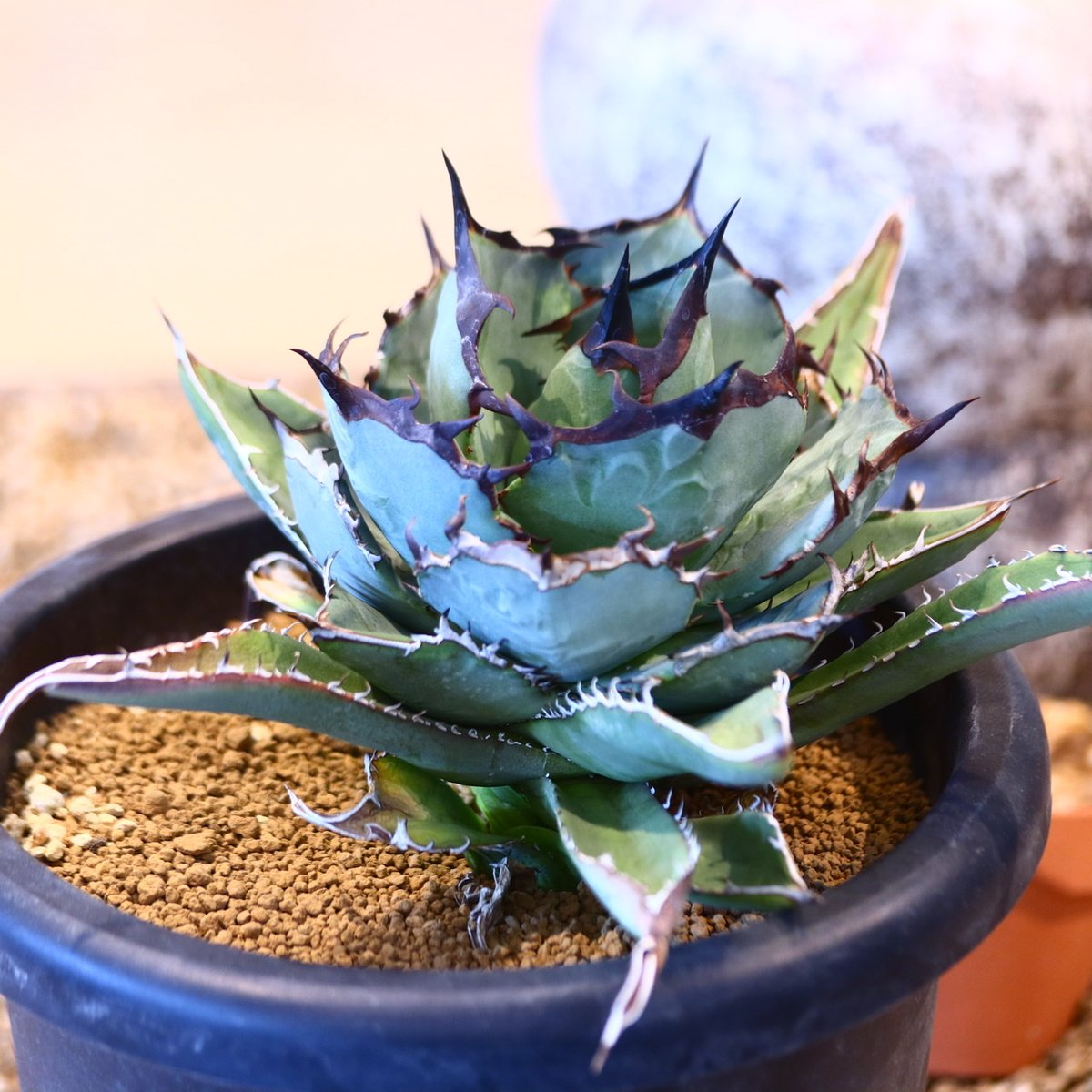 Agave titanota black Whale no.32456 | 芽の巣山