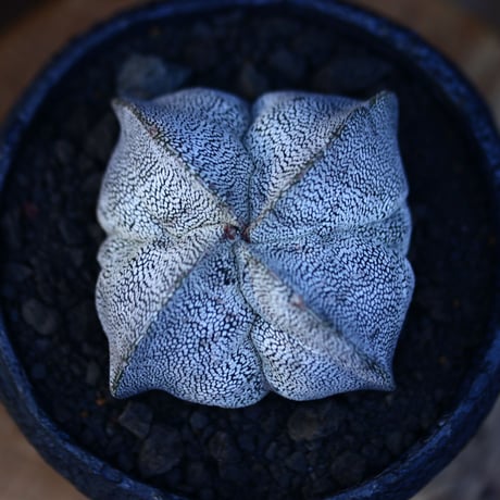 アストロフィツム  恩塚ランポー玉 ／Astrophytum myriostigma cv.　no.13039