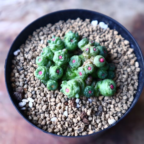 マミラリア ボカサナフレッド  Mammillaria bocasana cv. Fred  no.1116-1