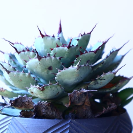 アガベ   ポタトラム     Agave potatorum     no.12234