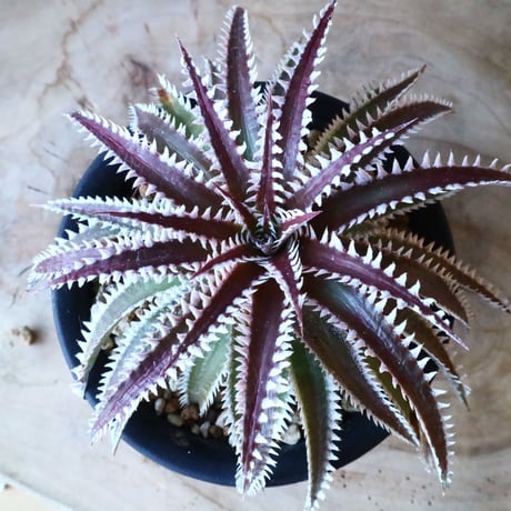 Dyckia ‘Snaggle Tooth’ F2(small clone)     005
