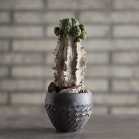 Euphorbia  symmetrica × N/OH(3.5号)  no.823-8