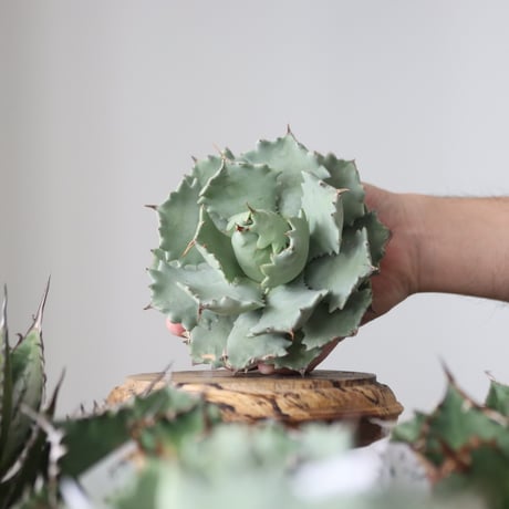 Agave Isthmensis / Style of Chika　no.42183