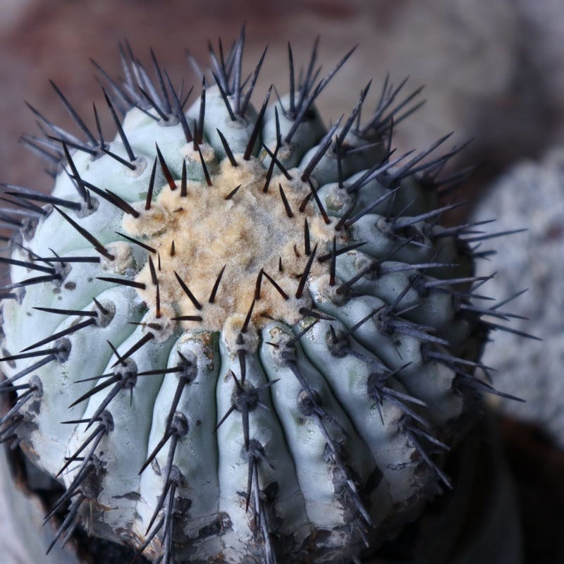 コピアポア 黒王丸 Copiapoa cinerea no.90129 | 芽の巣山 コピアポア 黒王丸 Copiapoa cinerea no.90129 | 芽の巣山