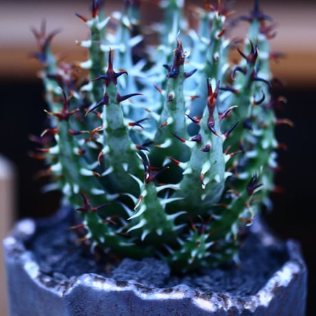 アロエ エリナケア／Aloe melanacantha ssp. var. erinacea  no.13092