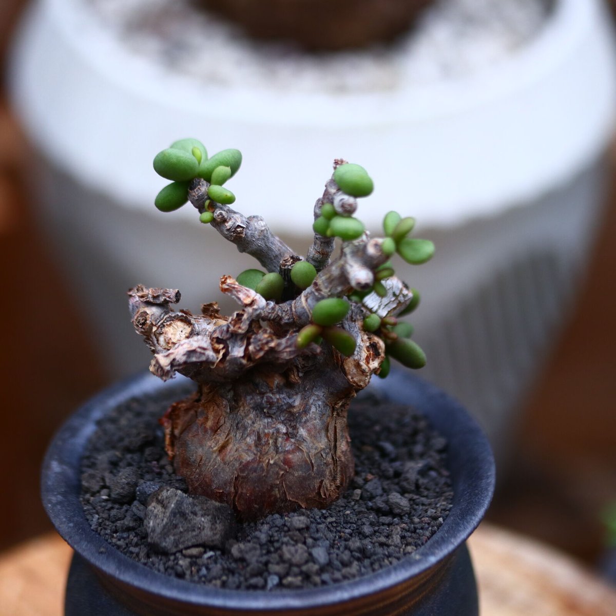 ケラリア ピグマエア　斑入り　レア？ ケラリア ピグマエア／Ceraria pygmaea 発根済 (商品番号pm-5) | RIS