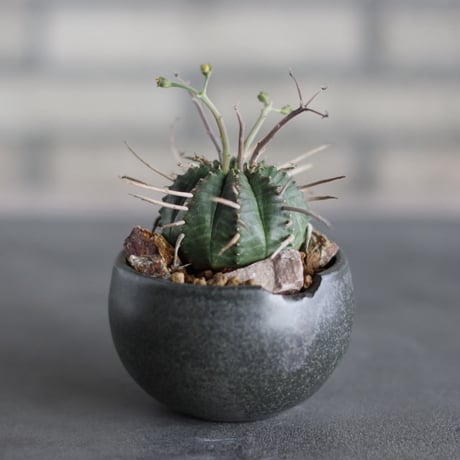Euphorbia valida × N/OH (3号)  no.524/38