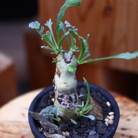 ペラルゴニム  クリンガルトテンセ／Pelargonium klinghardtense　no.11651