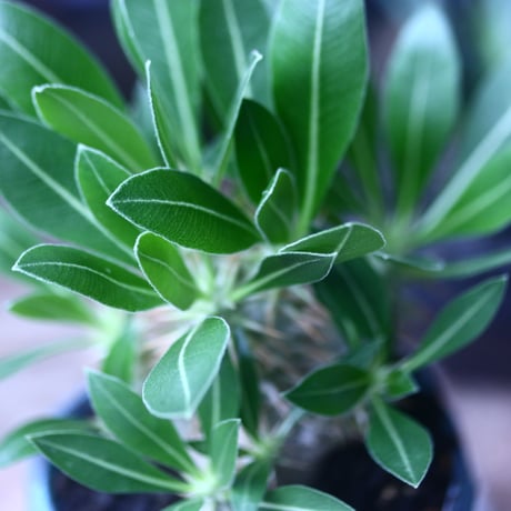 パキポディウム グラキリス 実生  Pachypodium rosulatum var. gracilius no.61423