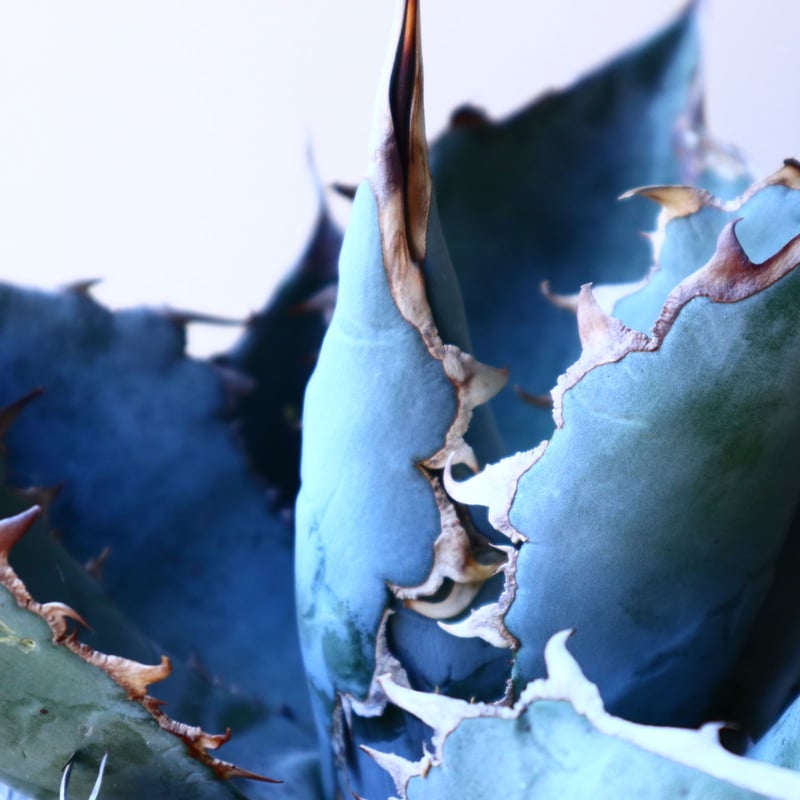 アガベ ホワイトアイスブルー Agave titanota white ice