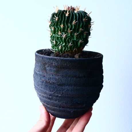 エキノフォスロカクタス  短刺縮玉  Echinofossulocactus zacatecasensis No.032