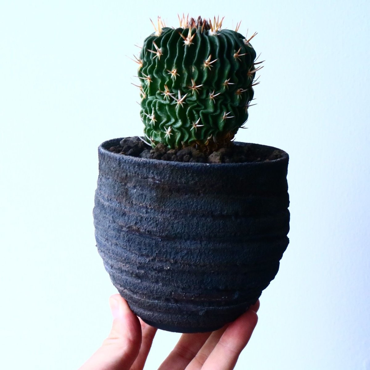 エキノフォスロカクタス 短刺縮玉 Echinofossulocactus zacateca