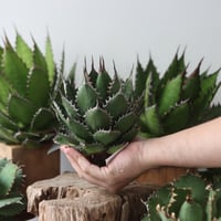U.S. horrida (Agave horrida) / Style of Chika　no.1203-56