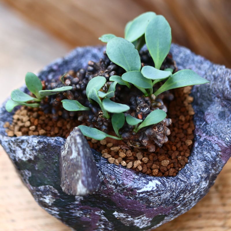 オトンナ アルミアナ / Othonna armiana / 発根済み no.2262