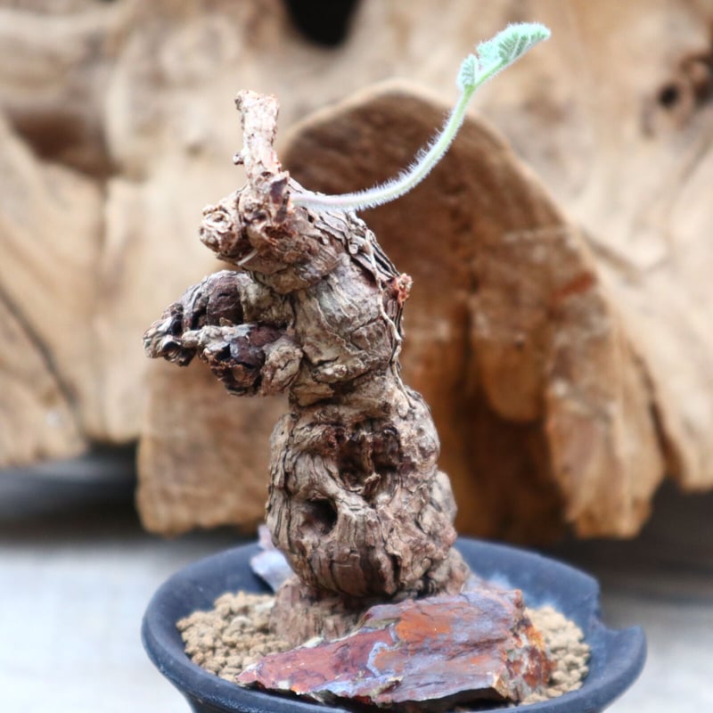 ペラルゴニウム トリステ 鉢付発送 Pelargonium triste ペラルゴニウム