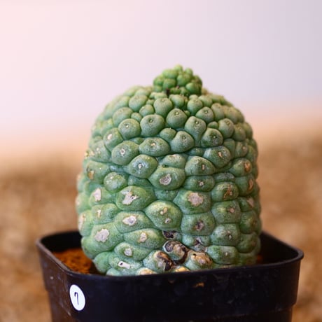 ラリレアキア カクティフォルメ  仏頭玉 / Larryleachia cactiformis　no.41607