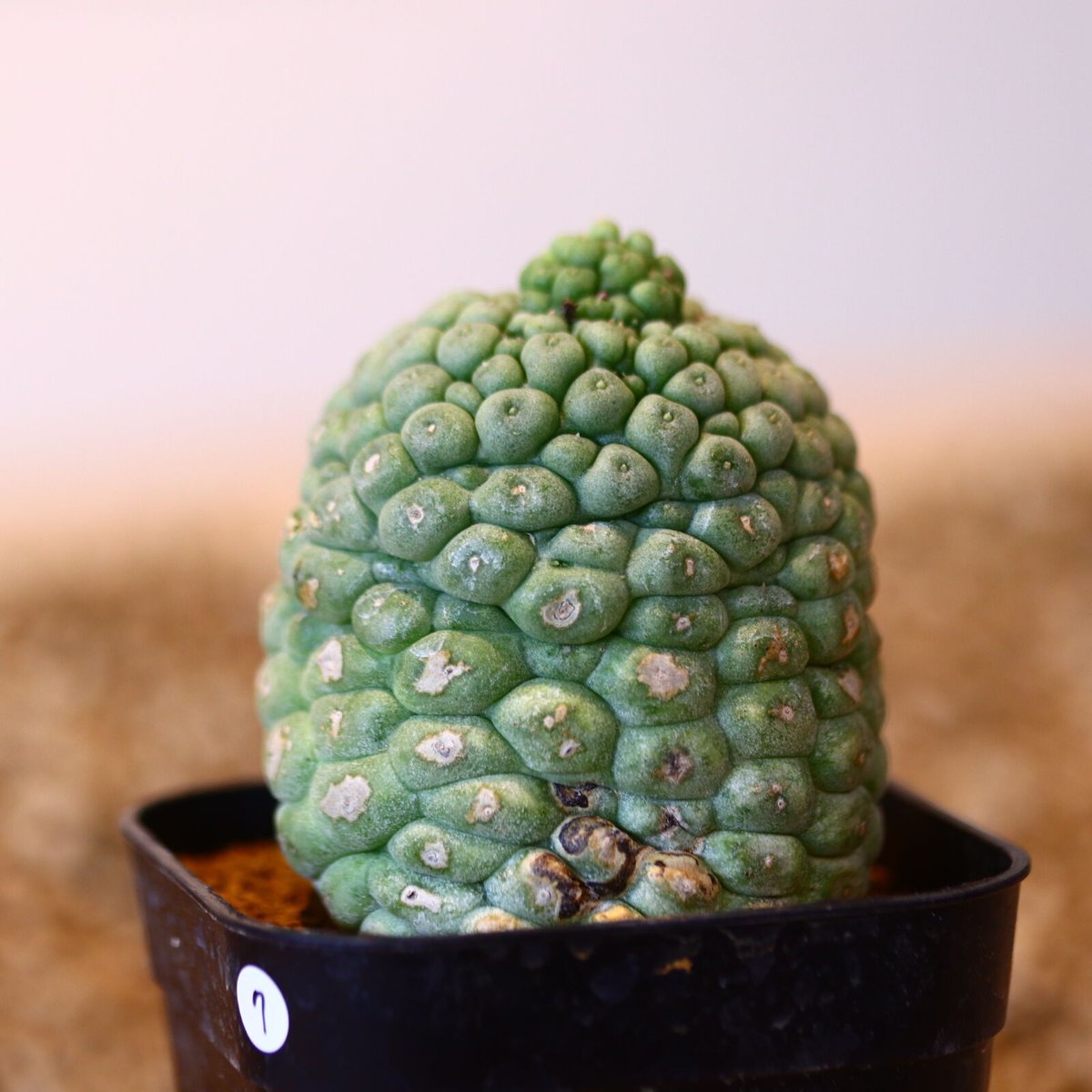 ラリレアキア カクティフォルメ 仏頭玉 / Larryleachia cactiformis