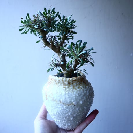 オトンナ  ユーフォルビオイデス 実生　Othonna  euphorbioides  no.20203