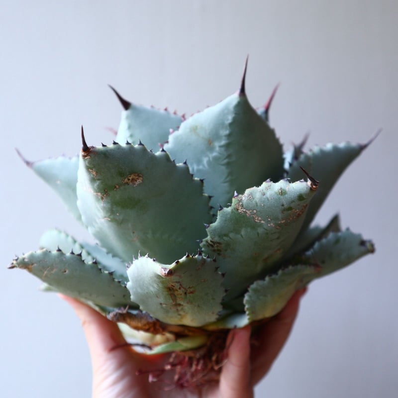 アガベ ドラゴントゥース Agave Dragon Toes no.111028