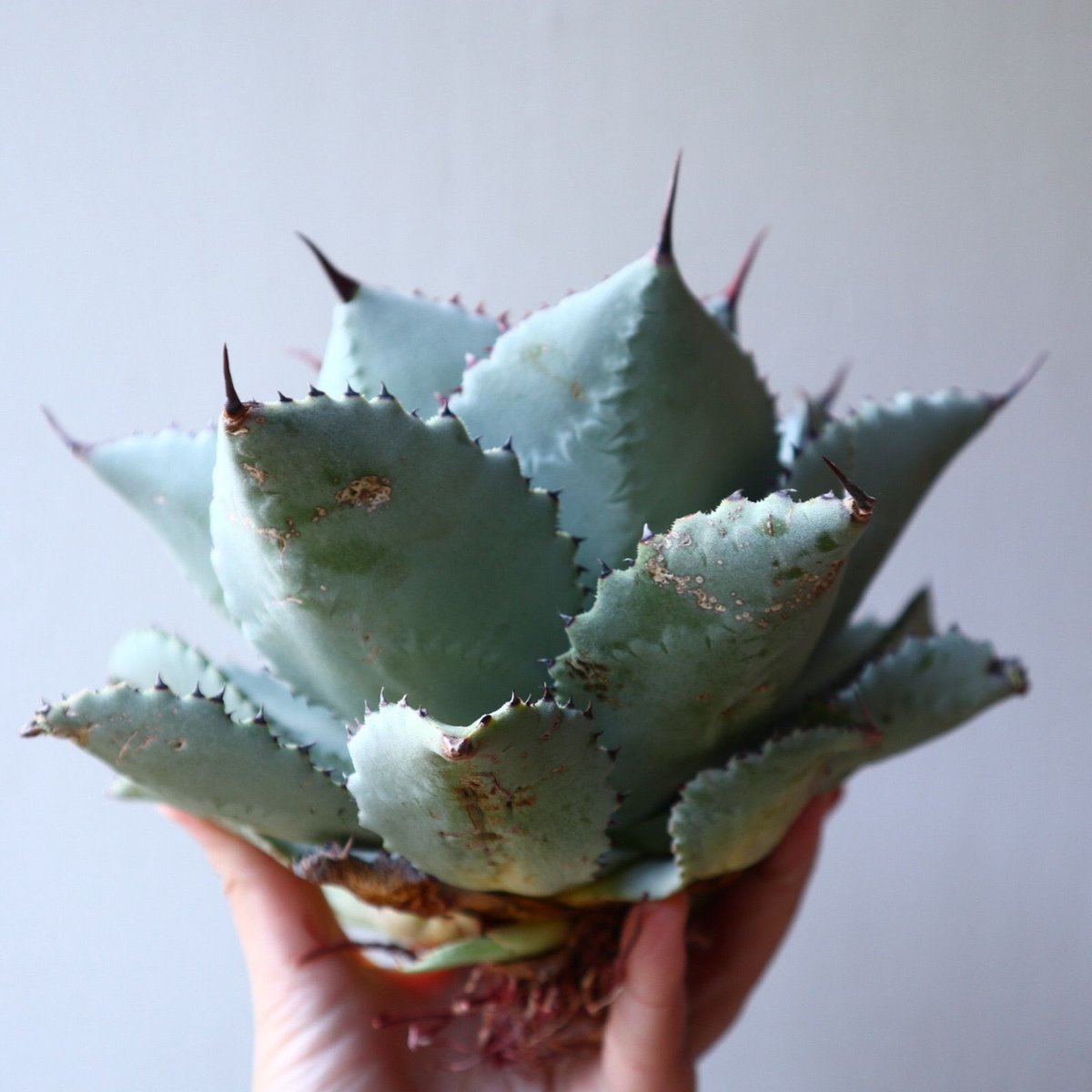 アガベ ドラゴントゥース Agave Dragon Toes no.111028 アガベ ドラゴントゥース Agave Dragon Toes no.111028
