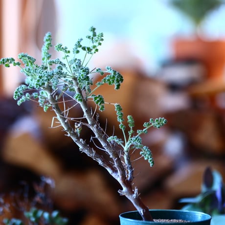 ペラルゴニム   アルテルナンス  Pelargonium alternans    no.111503③