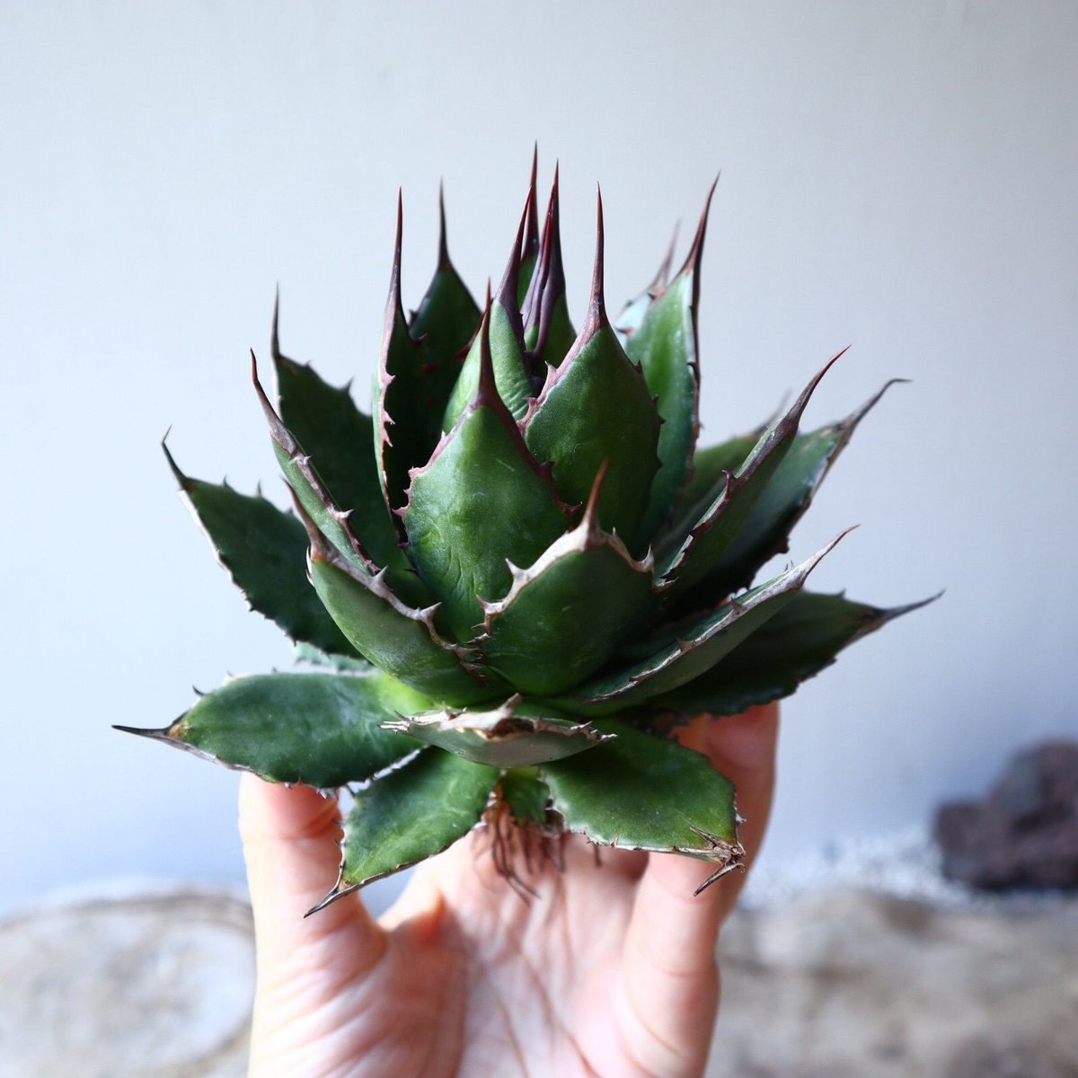 アガベホリダ極上株　Agave horrida No.AHRD 009 アガベホリダ極上株 Agave horrida No.AHRD007 - メルカリ