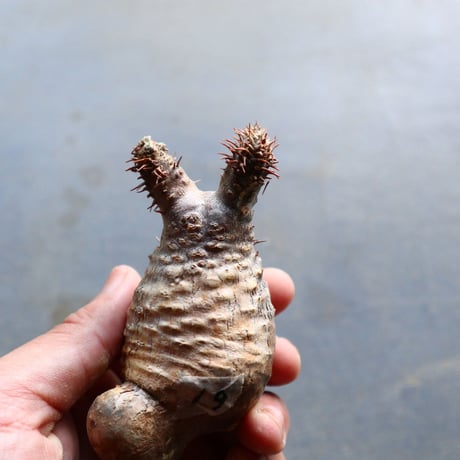 パキポディウム グラキリス 抜苗  Pachypodium rosulatum var. gracilius no.92919