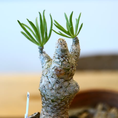 Tylecodon rubrovenosus × 安西桂﻿﻿    no.111235