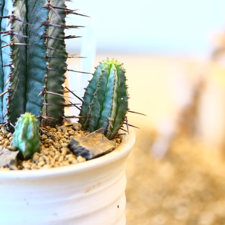 Euphorbia  horrida × 和田窯鉢    no.11431