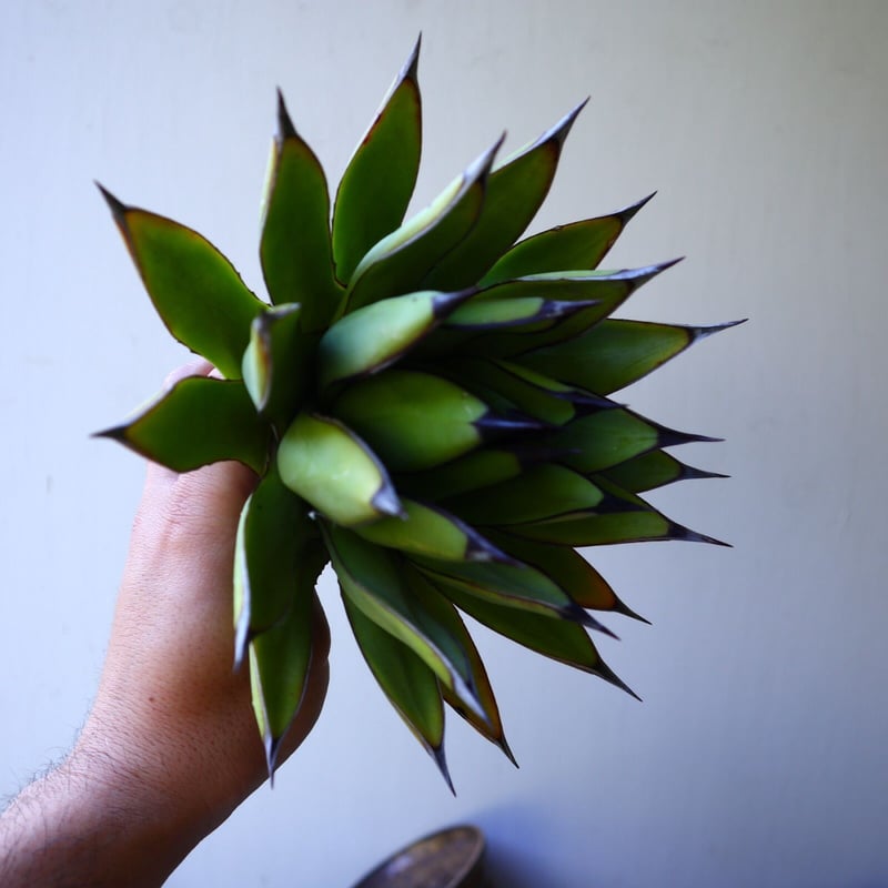 アガベ ロイヤルスピン Agave Royal Spine no.42807 | 芽の巣山 アガベ ロイヤルスピン Agave Royal Spine no.42807 | 芽の巣山