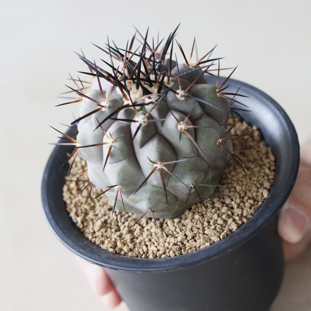 Copiapoa cinerea / 黒王丸 (3.5号鉢) no.913/40 | 芽の巣山